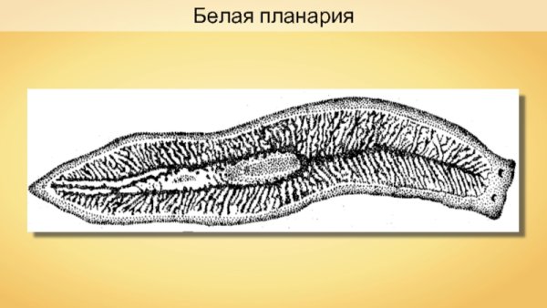 Плоские черви белая планария