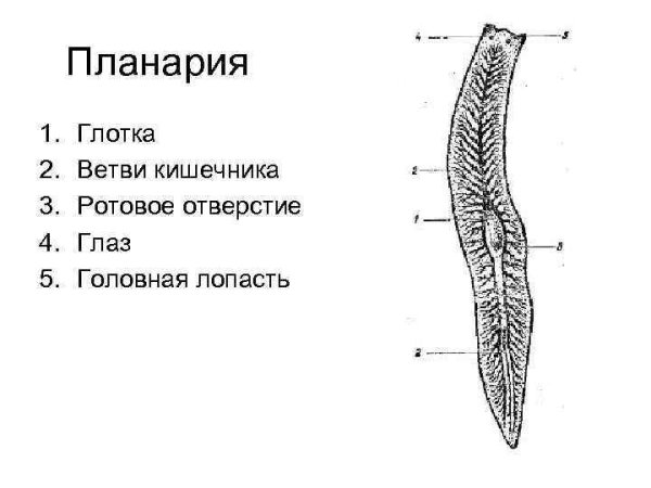 Внешнее строение белой планарии