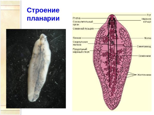 Плоский червь планария строение