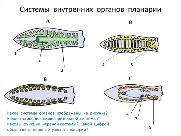 Схема пищеварительной системы планарии
