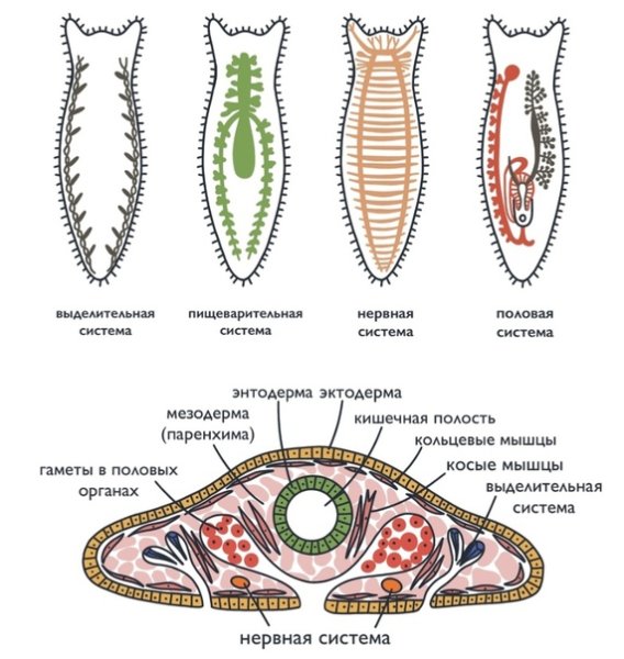 Молочная планария внутреннее строение