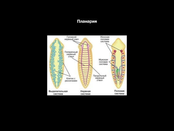 Выделительная система планарии 7 класс биология