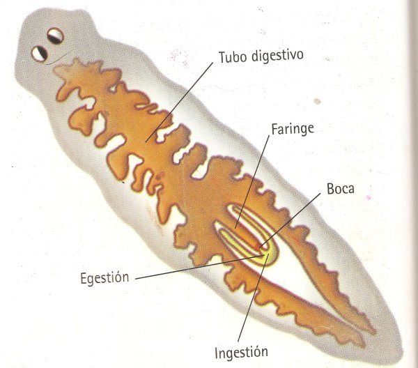 Класс Ресничные черви молочная планария