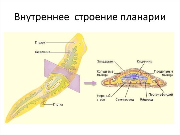Молочная планария внутреннее строение