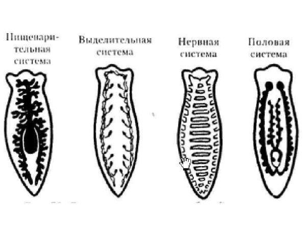 Тип плоские черви белая планария