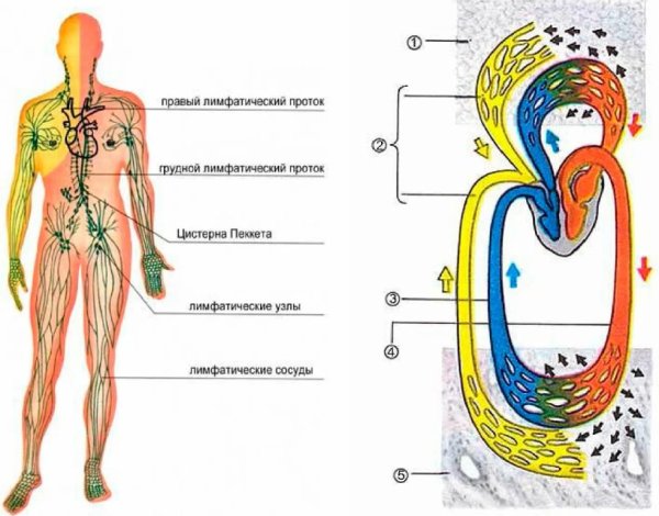 Лимфа система человека схема