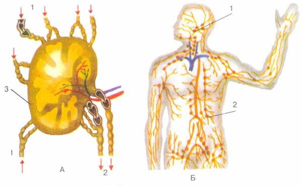 Лимфатическая система человека рис 61