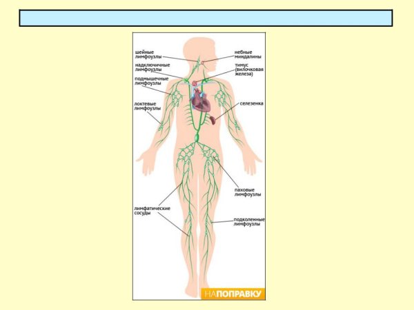 Схема лимфатических узлов человека