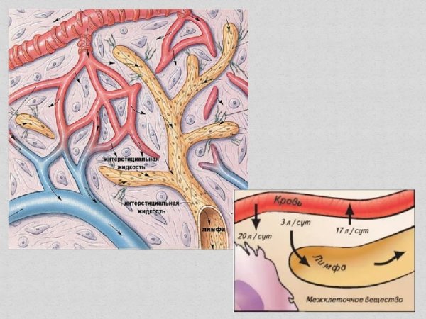 Схема движения лимфы по сосудам