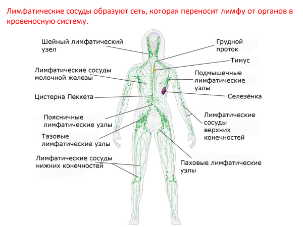 Схема строения лимфоидной системы человека