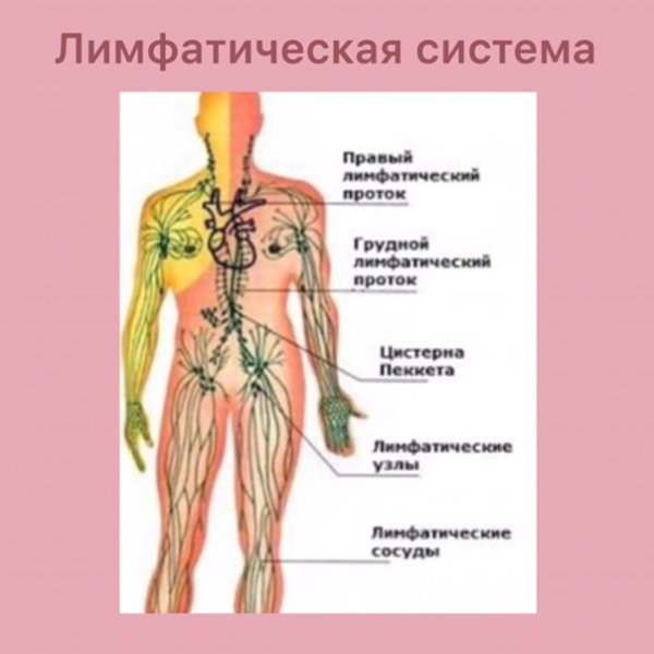 Центральная лимфатическая система