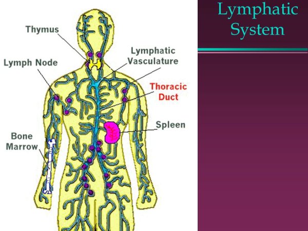 Лимфатическая система иммунная система схема