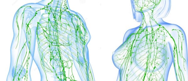 Лимфатическая система человека схема движения лимфы