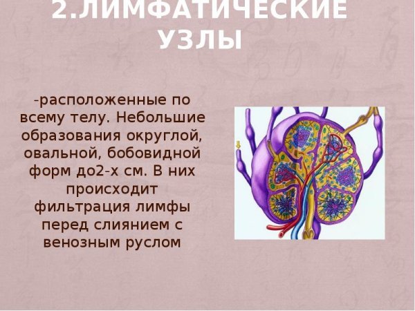 Лимфатическая система презентация