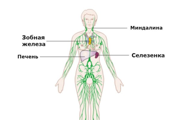 Лимфатическая система женщины схема