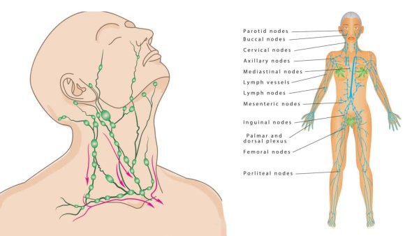Lymphatic nodes