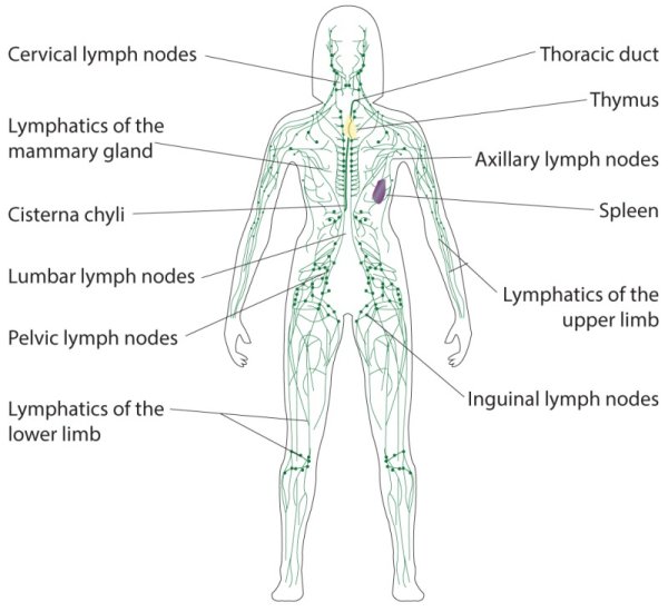 Lymphatic System