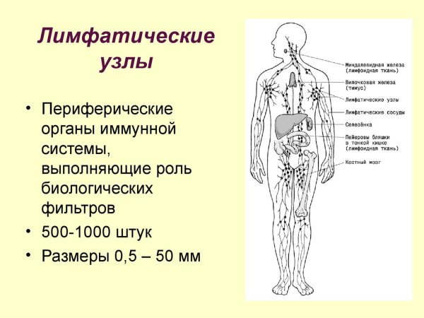 Система лимфоузлов человека схема