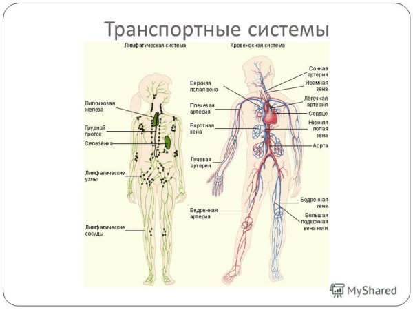 Лимфатическая система человека схема анатомия
