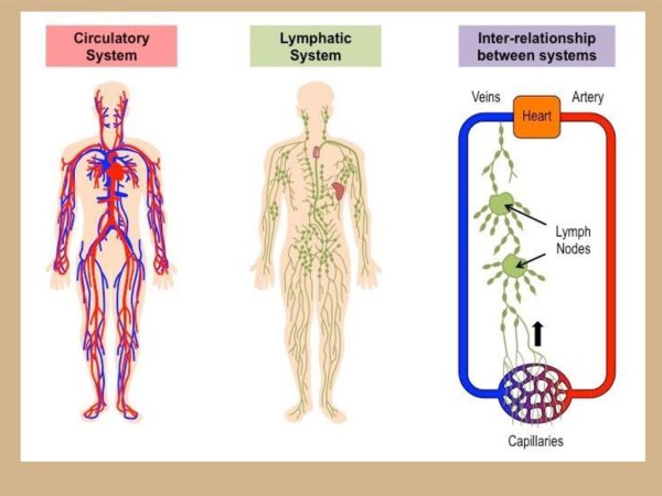 Соединение лимфатической и кровеносной системы