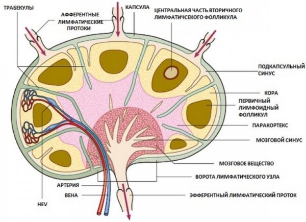 Строение лимфатического узла анатомия человека
