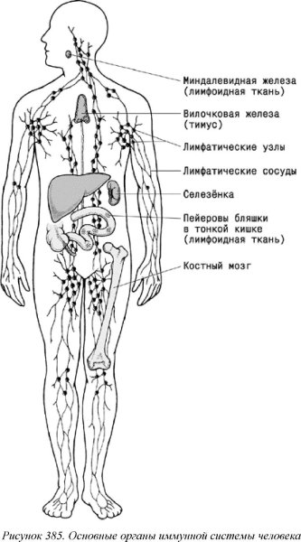 Органы иммунной системы человека схема