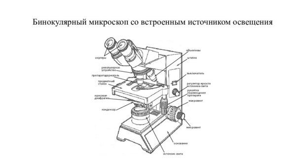 Схема устройства светового микроскопа