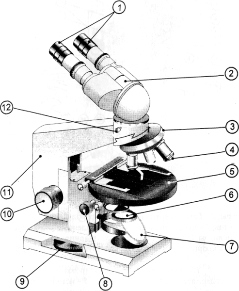 Микроскоп с бинокулярной насадкой и зеркалом в качестве осветителя