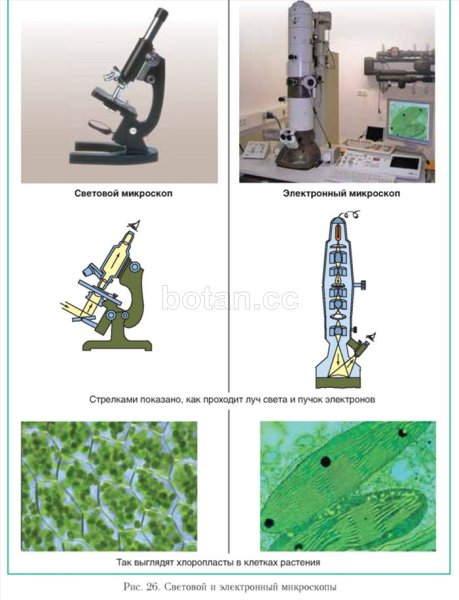 Таблица световая микроскопия , электронный микроскоп