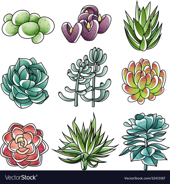 Суккуленты скетчин6