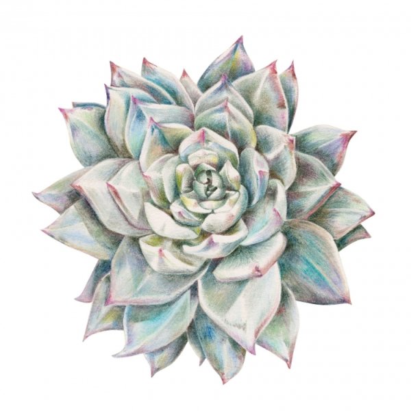 Ботанический скетчинг Суккуленты