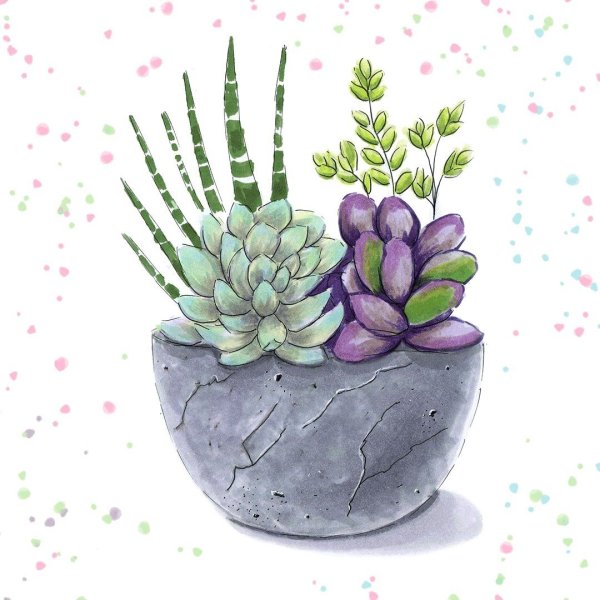 Ботанический скетчинг Суккуленты