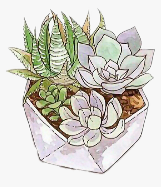 Суккулент иллюстрация