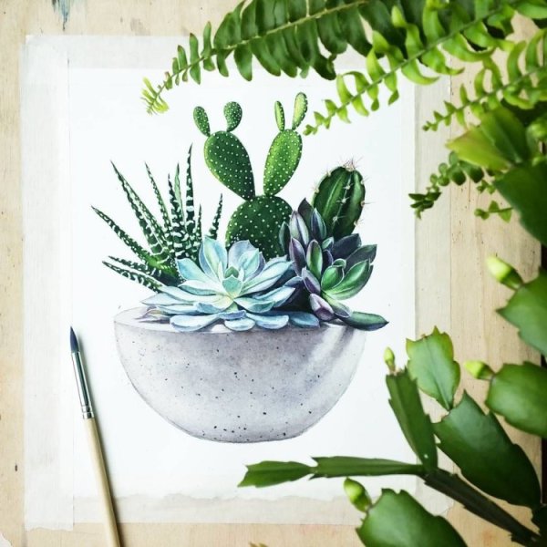 Ботанический скетчинг Суккуленты