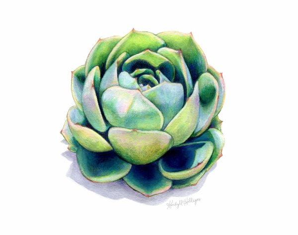 Эхеверия вектор