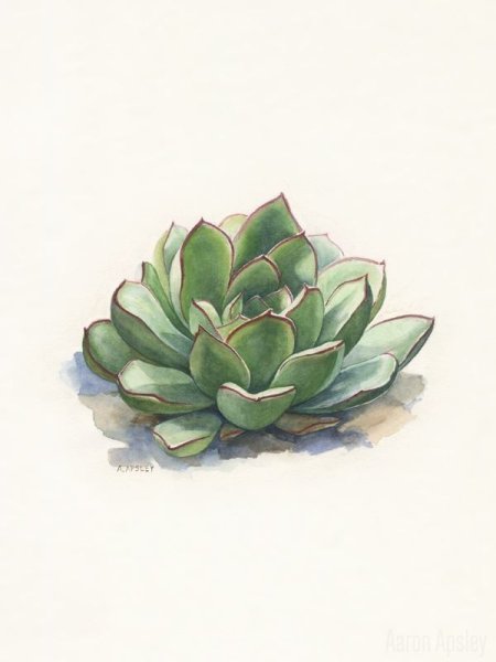 Суккуленты акварель