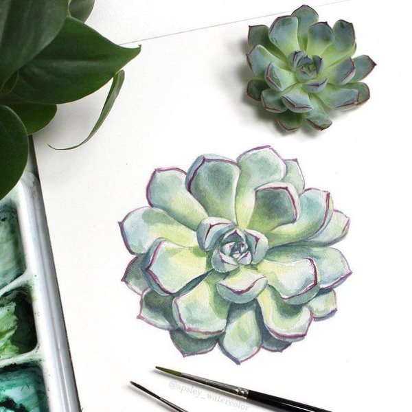 Эхеверия тату