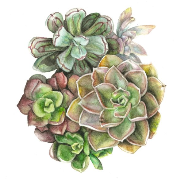 Кактус акварели succulent