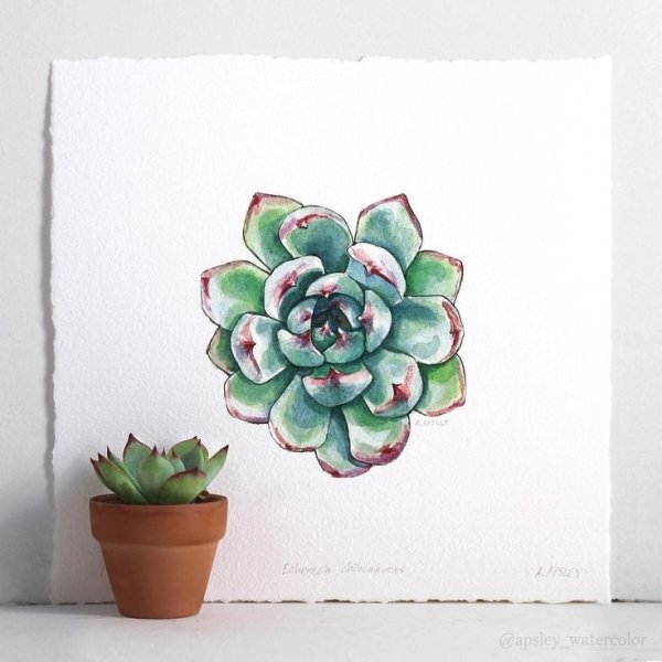 Суккуленты скетч акварелью