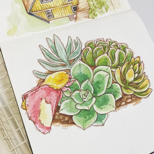 Суккулент стилизация