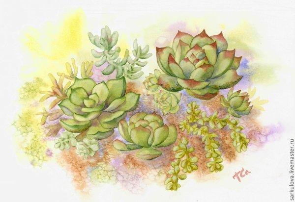 Кактус в горшке рисунок акварелью