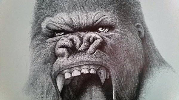 Горилла карандашом