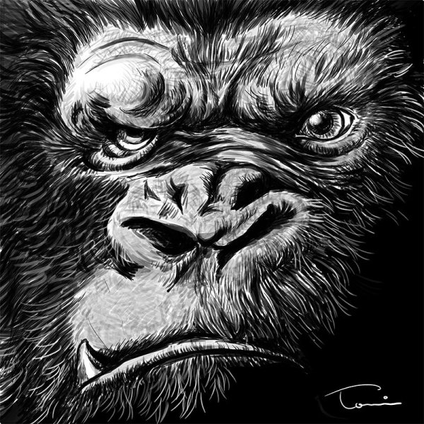 Эскизы Конга