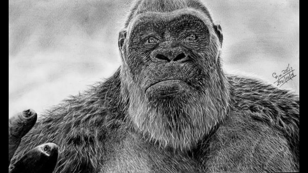 Кинг Конг нарисовать