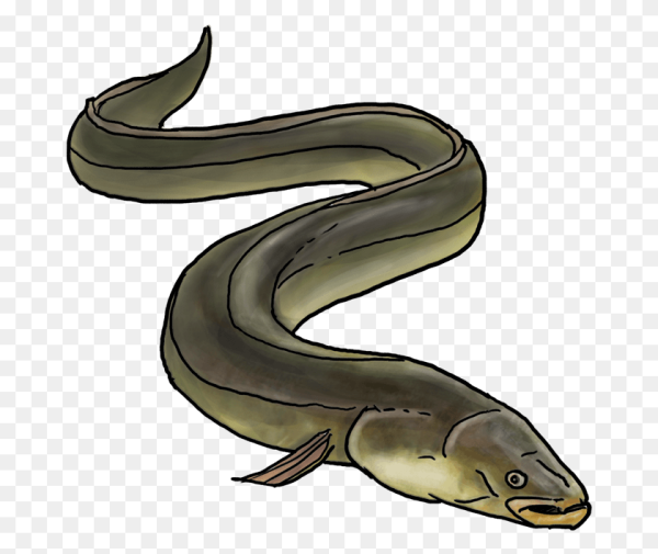 Морской угорь