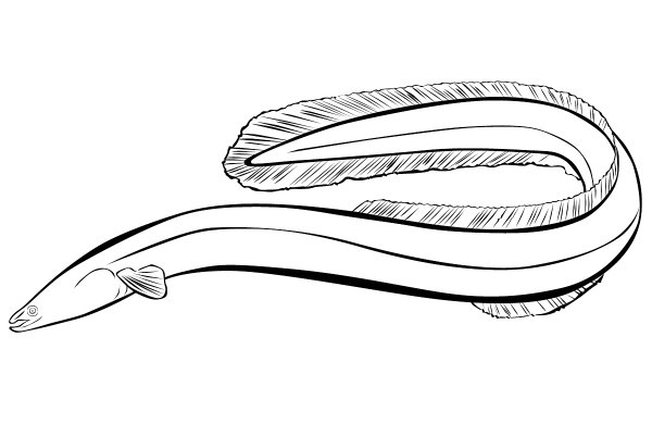 Серебристый угорь рыба