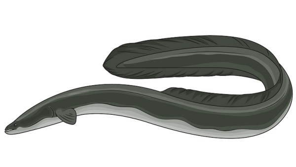 Налим и угорь