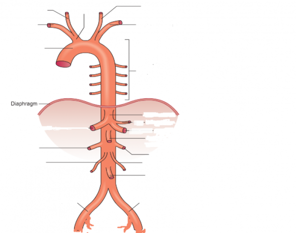 Ветви грудной аорты анатомия
