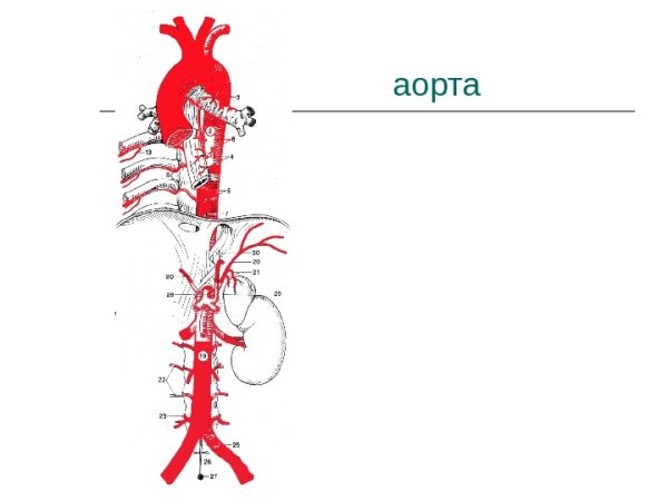 Отделы аорты сосуды дуги аорты