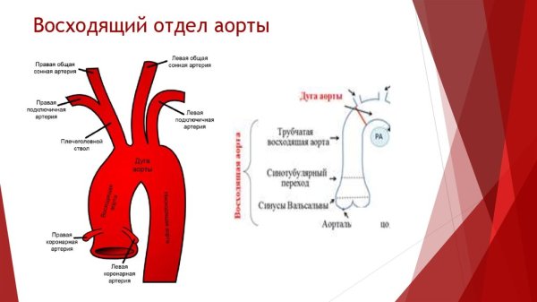 Ветви дуги аорты анатомия